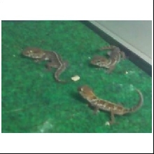 Trio of Baby Panther Geckos.