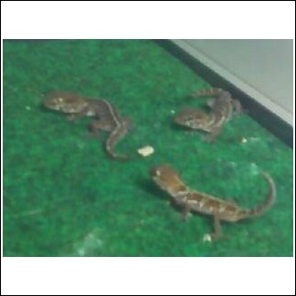Trio of Baby Panther Geckos.