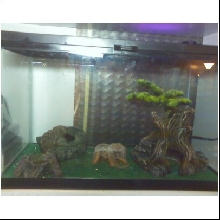 Baby Panther Gecko Home