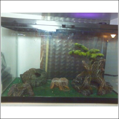 Baby Panther Gecko Home