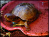 Our Box Turtle