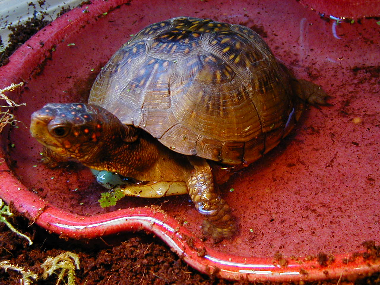 Our Box Turtle