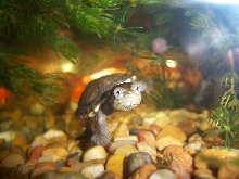Unknown Turtle