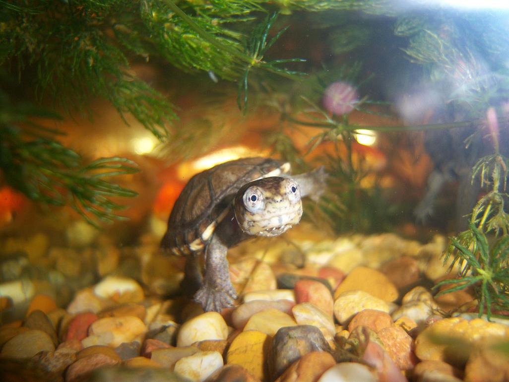 Unknown Turtle