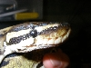 Ball Python