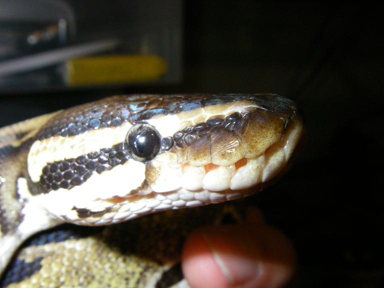 Ball Python