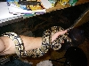 Ball Python