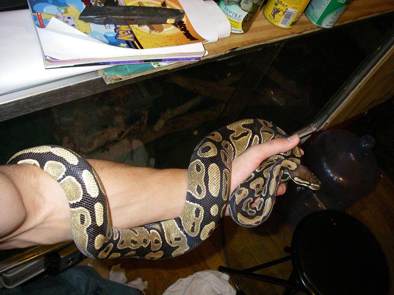 Ball Python