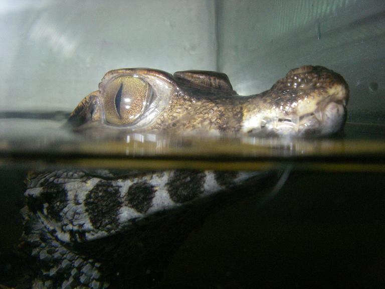 Cuviers Dwarf Caiman
