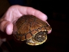 Unknown turtle