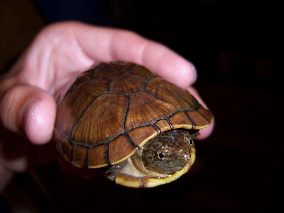 Unknown turtle