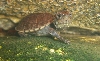 Unidentified turtle