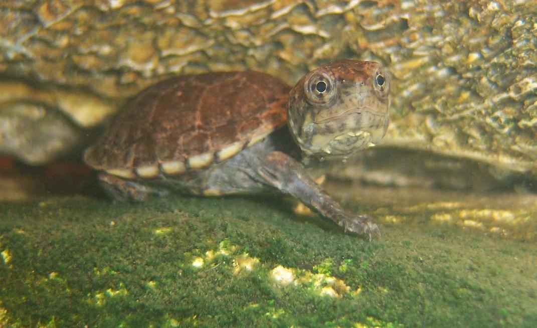Unidentified turtle