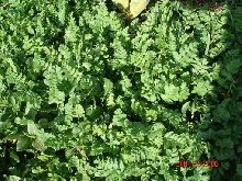 Weeds
