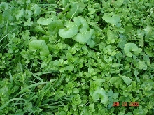weeds2