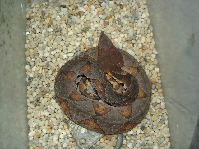 My Hundred-pace viper
