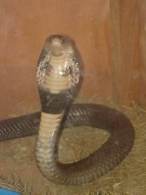 cobra