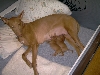 Phlirt and new puppies