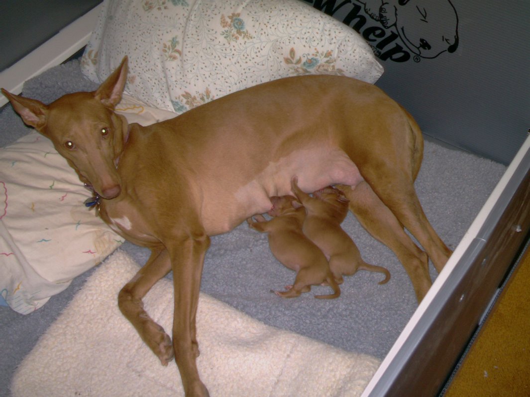 Phlirt and new puppies