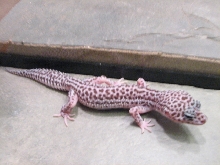 Male Mack Super Snow
