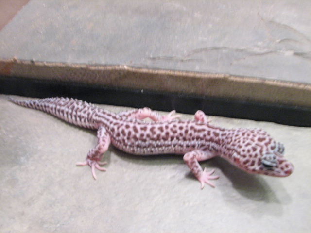 Male Mack Super Snow