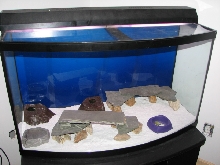 leopard gecko setup