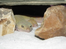 Patternless Leopard Gecko