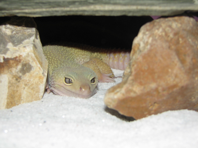 Patternless Leopard Gecko