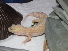 Rainwater Jungle Female