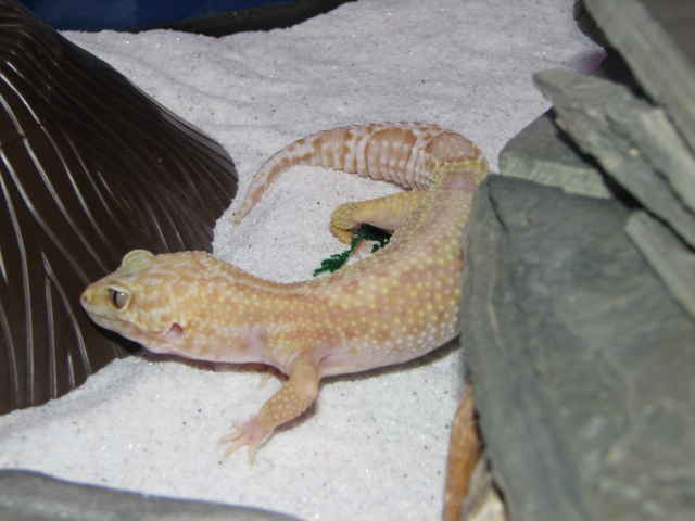 Rainwater Jungle Female