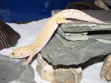 Rainwater Jungle Female 2