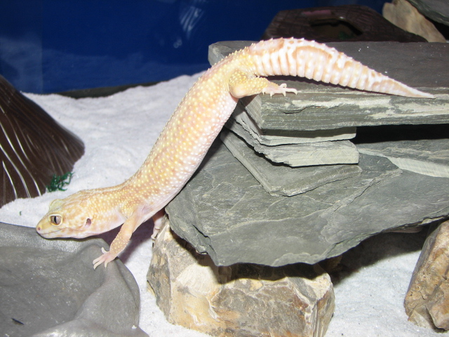 Rainwater Jungle Female 2