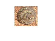 scrubpython