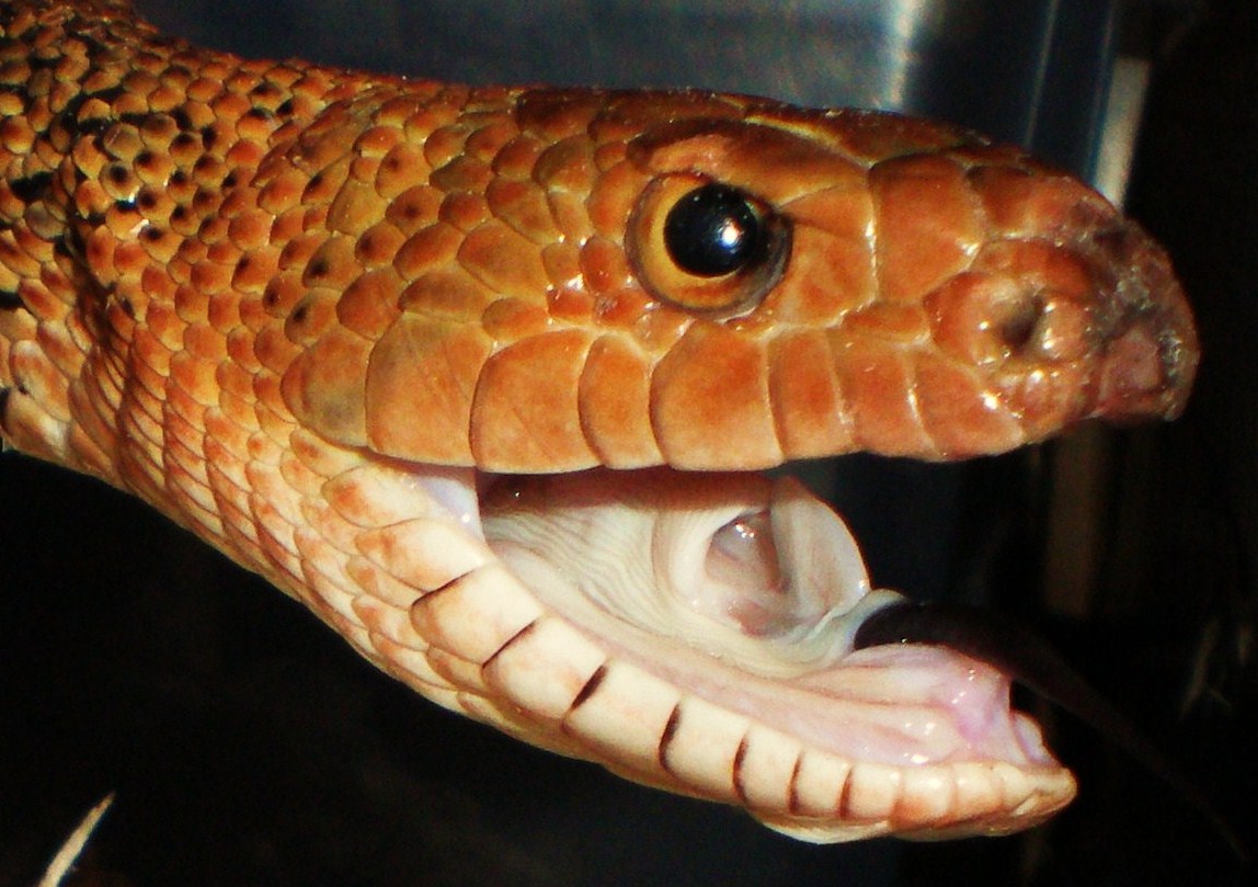 Irwin The Showoff
