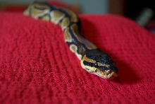My female ball python Nagini