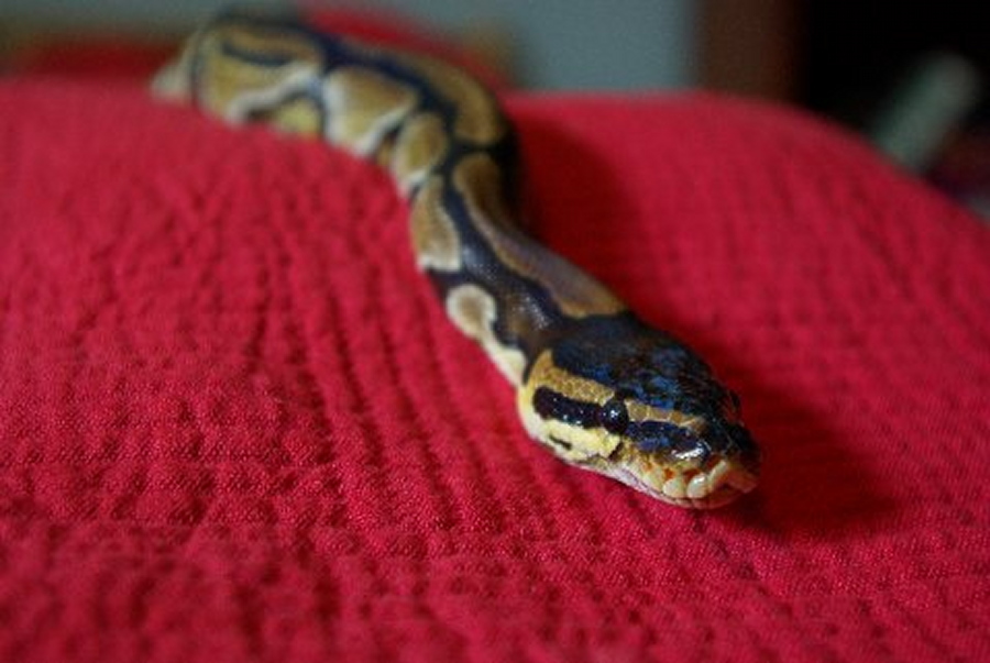 My female ball python Nagini