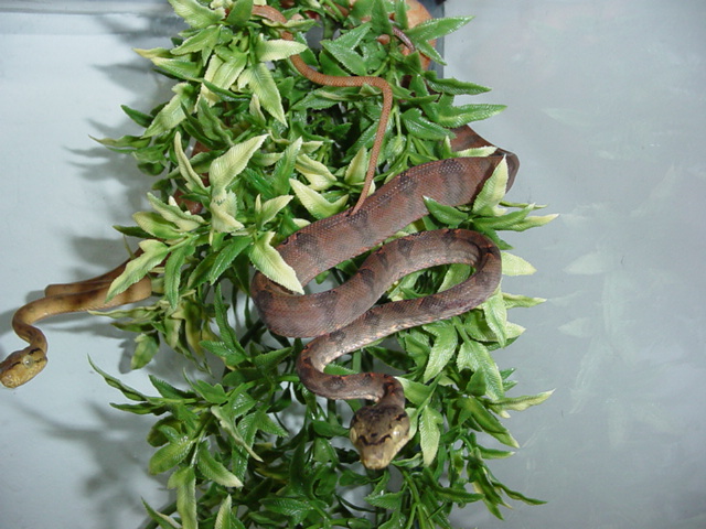 baby CBB Purple Garden