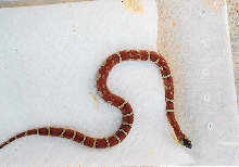 patternless thayeri