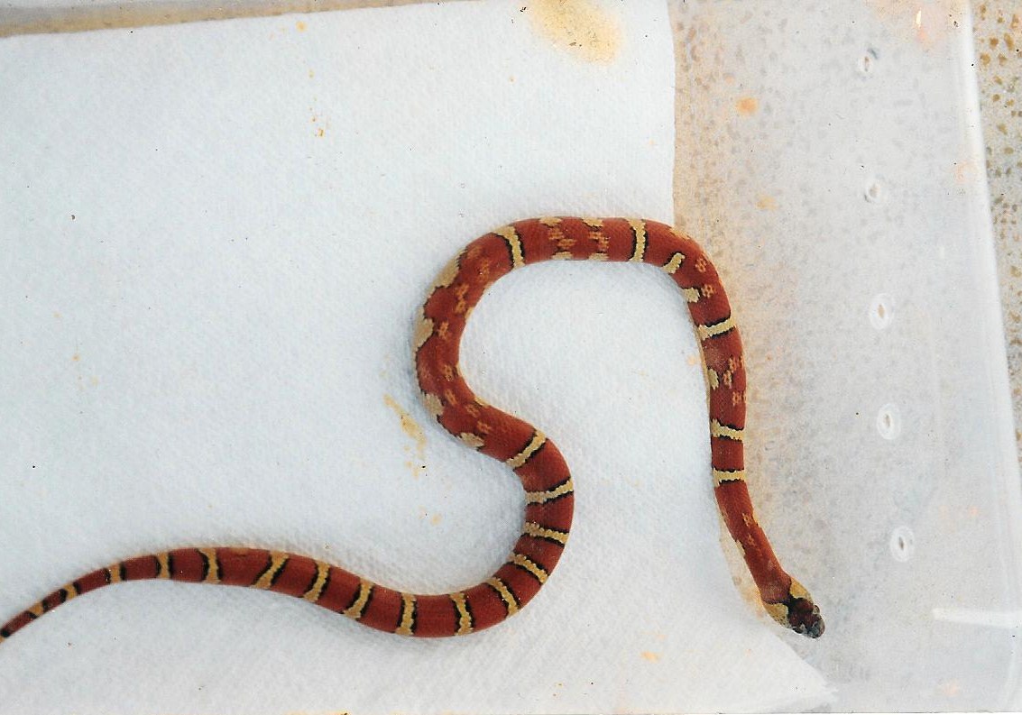 patternless thayeri