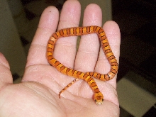 orange thayeri