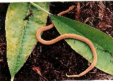 cuban
