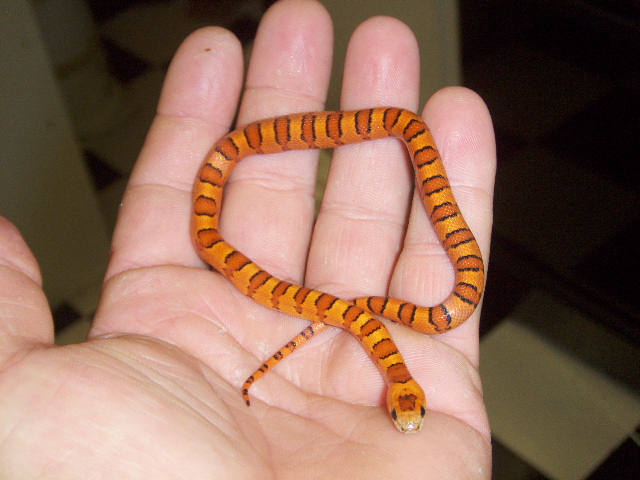 orange thayeri