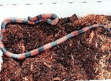 abnorma