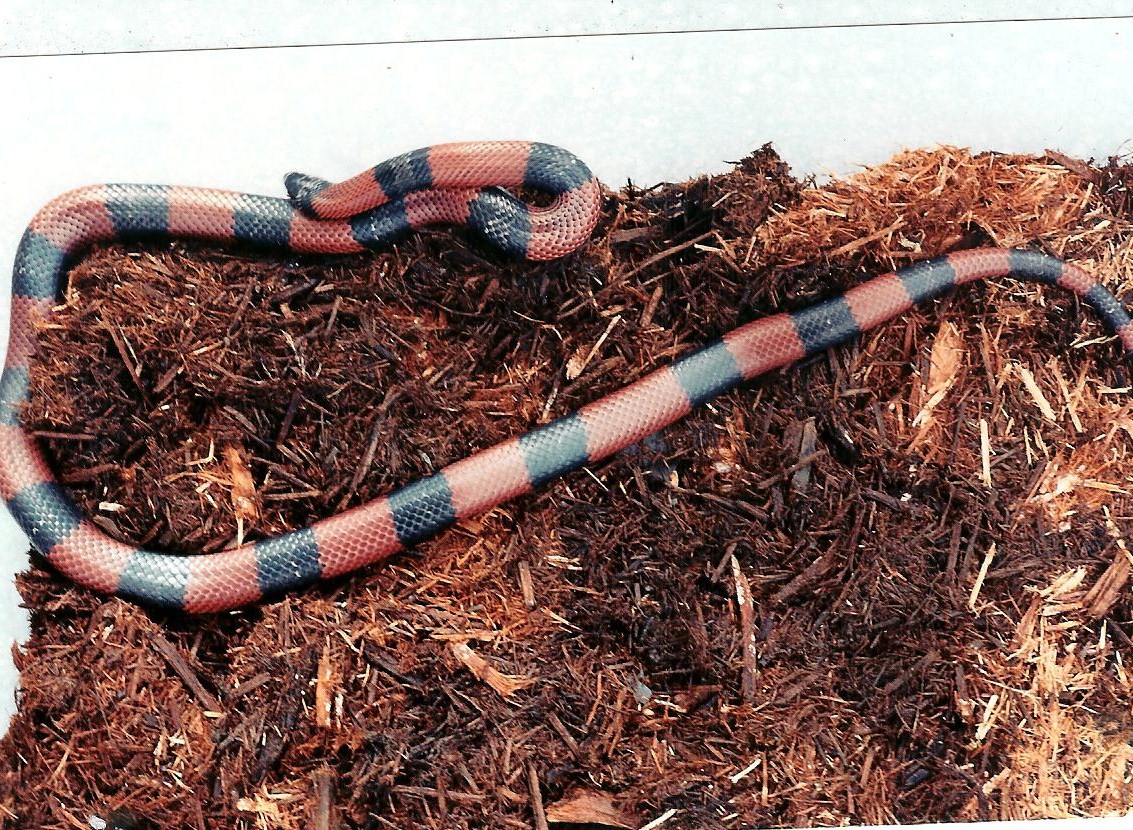 abnorma