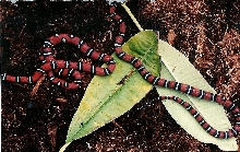 jalisco