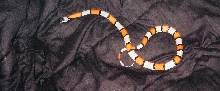 male loma alta