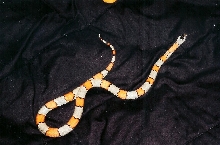 female loma alta
