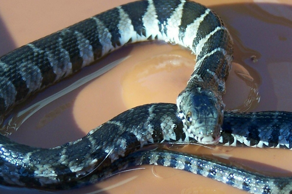 snake
