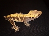 Booga 2