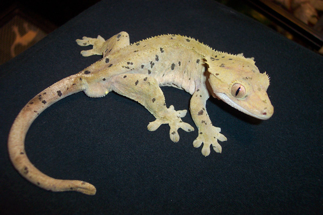 Smaug